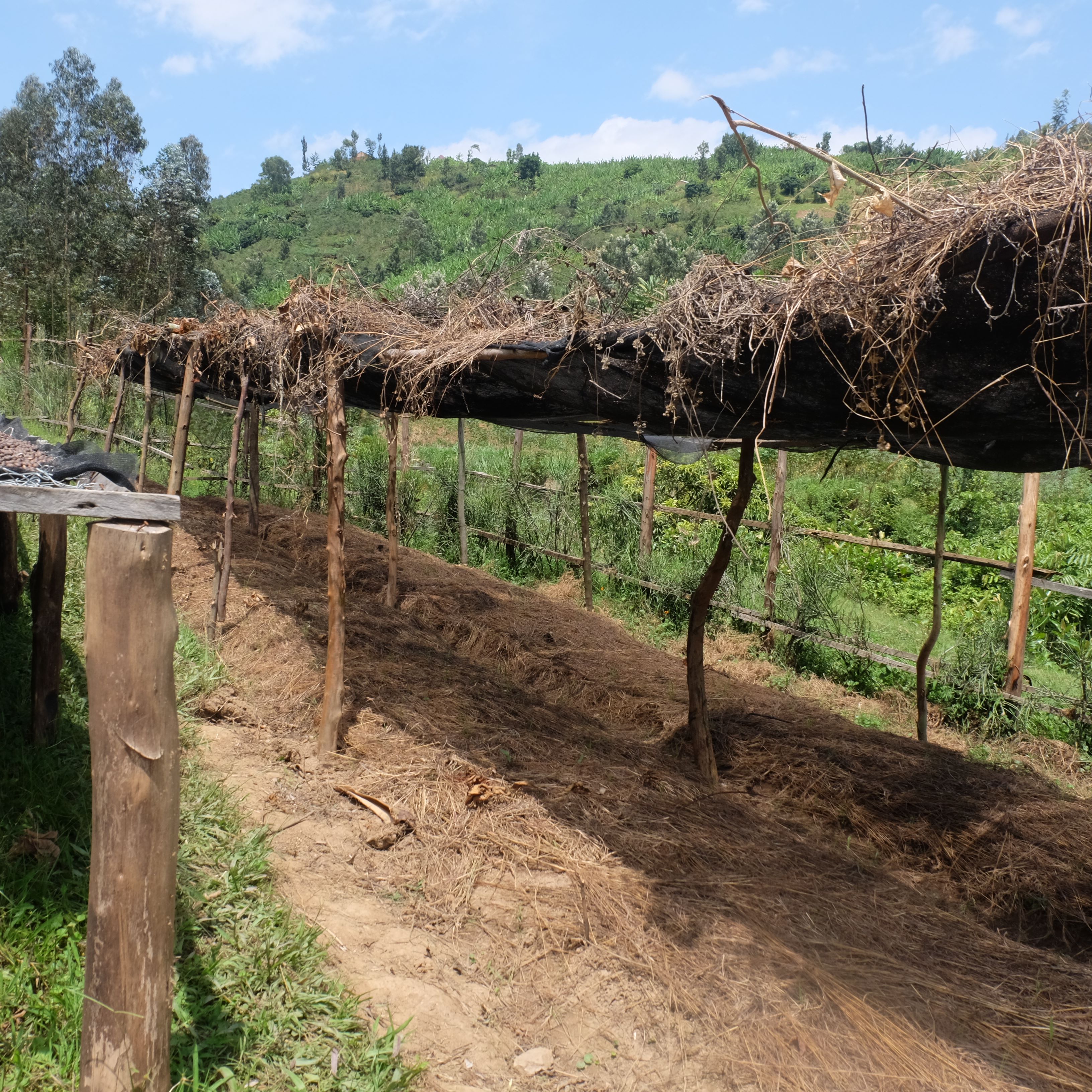 Rwanda Gisheke Natural(23/24年クロップ) | ORIGIN COUNTRIES